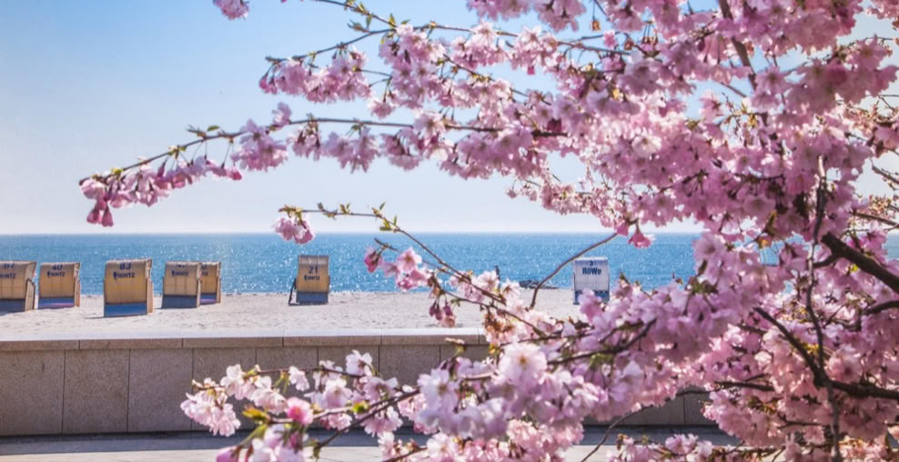 Blühender Kirschbaum im Vordergrund, dahinter Strandkörbe auf einer Promenade mit Blick auf das Meer unter klarem Himmel.