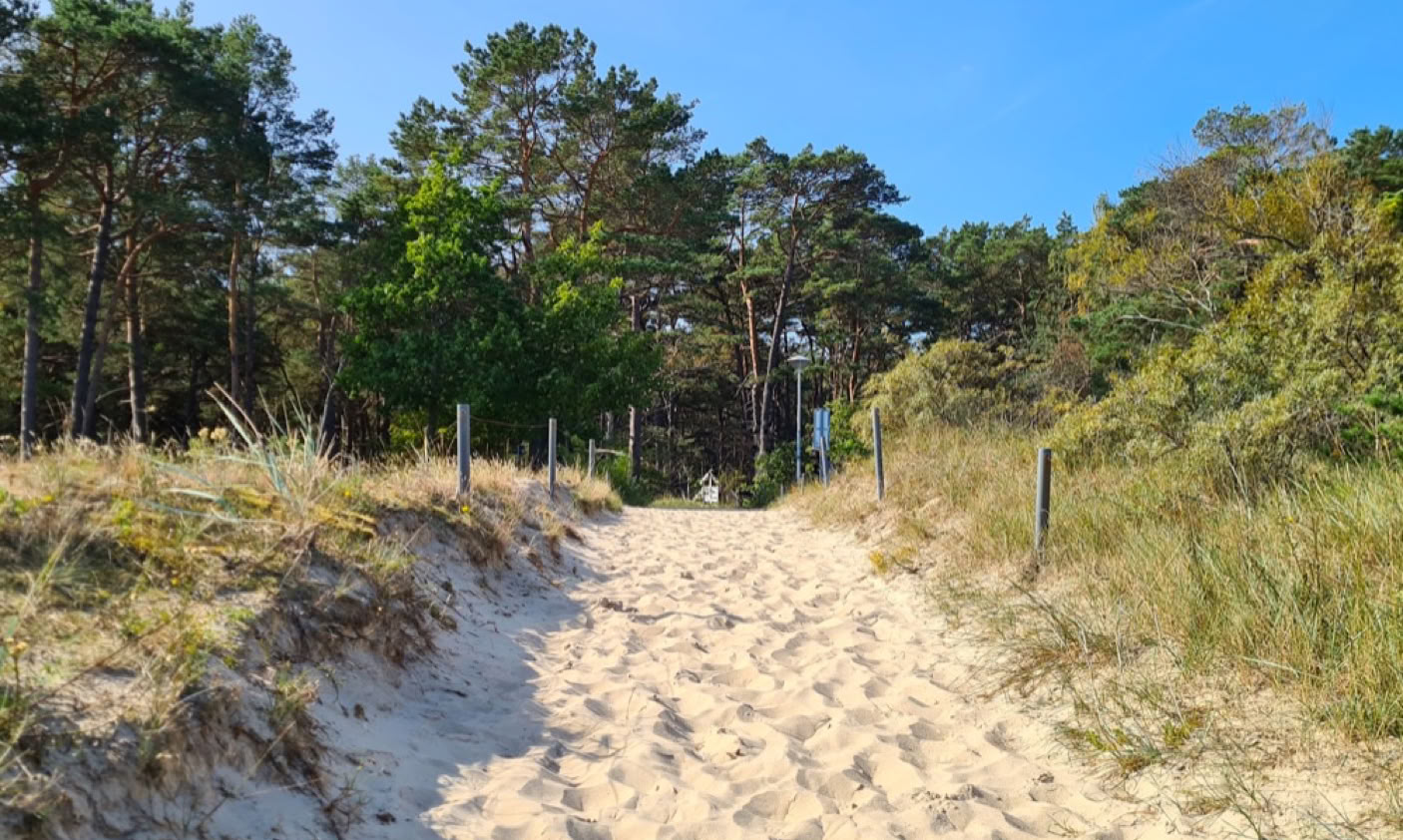 Sandiger Weg durch Dünen mit Grasbewuchs, umgeben von Bäumen unter blauem Himmel.