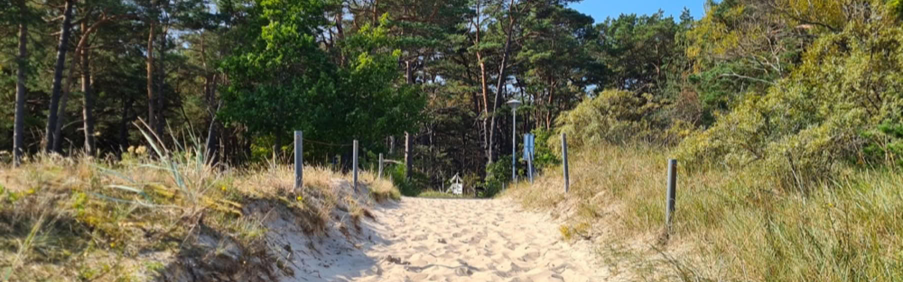 Sandweg durch Dünen mit Gras und Bäumen im Hintergrund unter blauem Himmel.